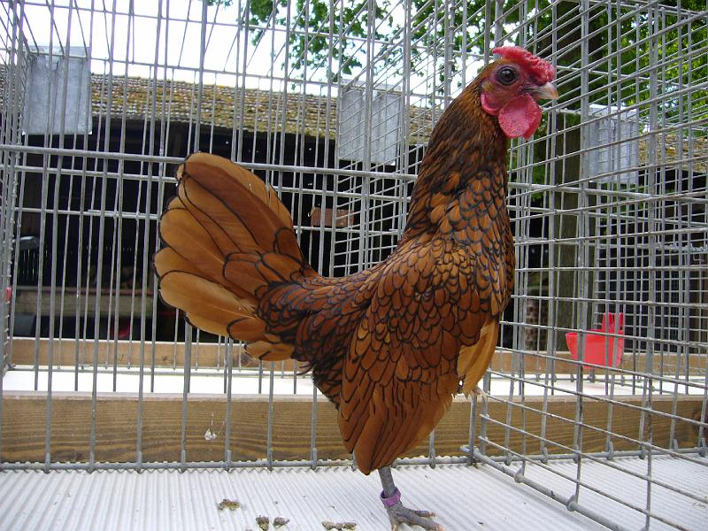 Haehnewettkraehen der Kreisjugend des Kreisverbandes Guetersloh 066.jpg - Hähnewettkrähen des Kreisverbandes Gütersloh in Langenberg auf dem Hofe Großelohmann